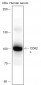 CD62L Recombinant Rabbit mAb