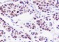 TFEB Recombinant Rabbit mAb