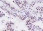 TFEB Recombinant Rabbit mAb