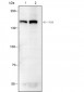 FLII Recombinant Mouse mAb