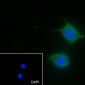 FLII Recombinant Mouse mAb