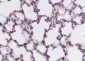 FLII Recombinant Mouse mAb