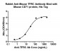 TFRC Rabbit pAb