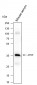 APOE Recombinant Mouse mAb