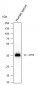 APOE Recombinant Mouse mAb