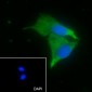 APOE Recombinant Mouse mAb