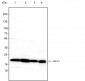 UBC12 Recombinant Mouse mAb
