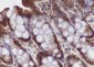 UBC12 Recombinant Mouse mAb