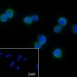 UBC12 Recombinant Mouse mAb