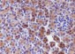 UBC12 Recombinant Mouse mAb