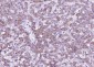 liver FABP Rabbit pAb