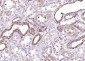 liver FABP Rabbit pAb