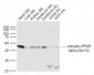 phospho-PPAR alpha (Ser12) Rabbit pAb