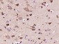 Phospho-ALOX5 (Ser271) Rabbit pAb