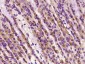 Phospho-ALOX5 (Ser271) Rabbit pAb