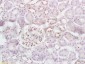 Phospho-ALOX5 (Ser663) Rabbit pAb