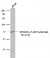 Phospho-ALOX5 (Ser663) Rabbit pAb