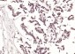 Phospho-ALOX5 (Ser663) Rabbit pAb