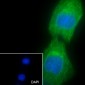 Keratin 15 Recombinant Rabbit mAb