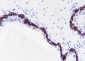 Keratin 15 Recombinant Rabbit mAb