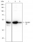Keratin 15 Recombinant Rabbit mAb