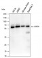ELP3 Recombinant Rabbit mAb