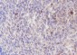 ELP3 Recombinant Rabbit mAb