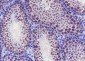 ELP3 Recombinant Rabbit mAb