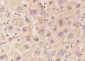 GCK Recombinant Mouse mAb