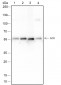 GCK Recombinant Mouse mAb