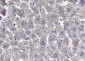 RAN Recombinant Mouse mAb
