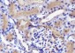 RAN Recombinant Mouse mAb