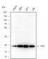 RAN Recombinant Mouse mAb