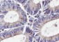 RAN Recombinant Mouse mAb