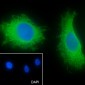 PTGER2 Recombinant Rabbit mAb