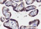 PTGER2 Recombinant Rabbit mAb