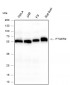 PTGER2 Recombinant Rabbit mAb