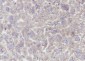 PTGER2 Recombinant Rabbit mAb