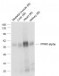 PPAR alpha Mouse mAb