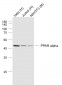 PPAR alpha Mouse mAb