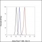 Keratin 14 Recombinant Rabbit mAb