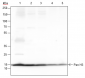 Histone H3 (NT) Recombinant Rabbit mAb