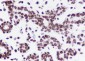 Histone H3 (NT) Recombinant Rabbit mAb