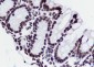 Histone H3 (NT) Recombinant Rabbit mAb