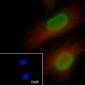 Histone H3 (NT) Recombinant Rabbit mAb
