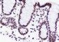 Histone H3 (NT) Recombinant Rabbit mAb