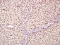 Notch3 Rabbit pAb