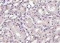 Notch3 Rabbit pAb