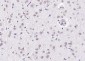Notch3 Rabbit pAb