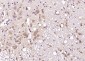 ATG18 Rabbit pAb